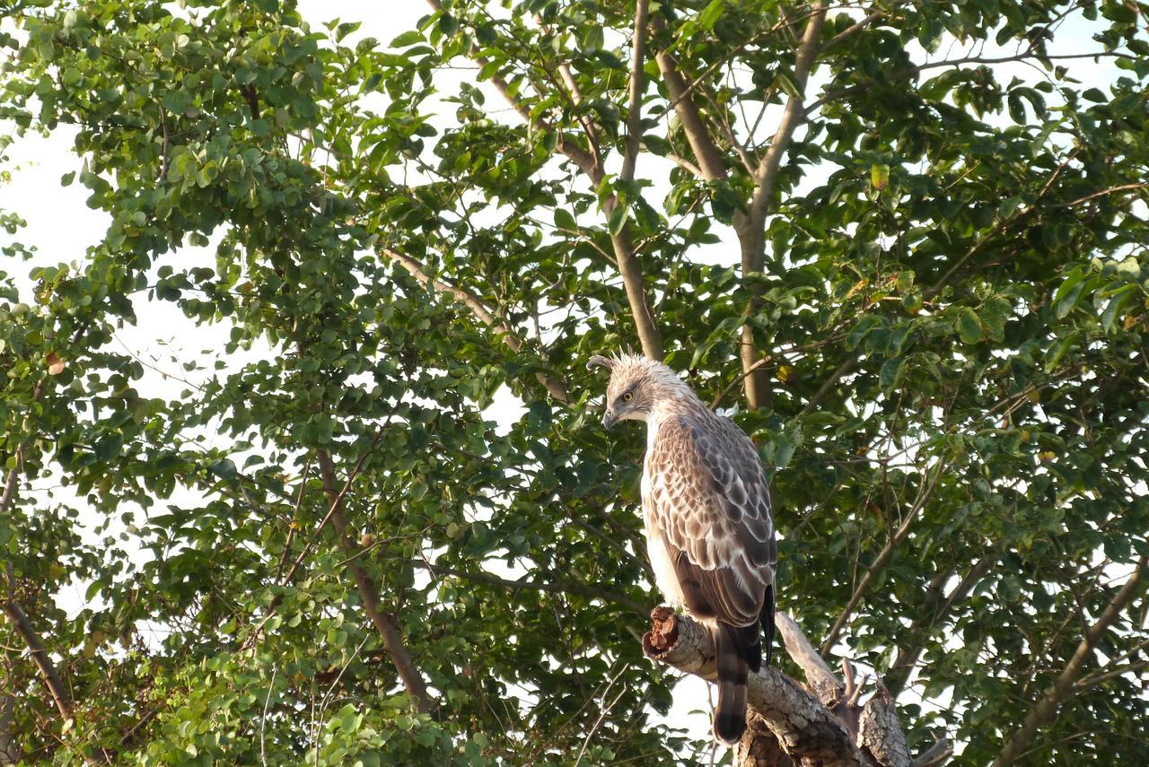 Golden Pearl Safari Villa Udawalawe Eksteriør billede